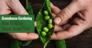 Greenhouse Gardening - How To Grow Sugar Snap Peas?