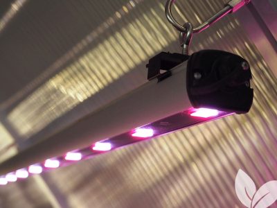 Illumitex Eclipse GEN2 LED Grow Light installed in a greenhouse