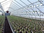 Palring 146 UV, AF & IR Shiny Woven Greenhouse Cover - Greenhouse Emporium