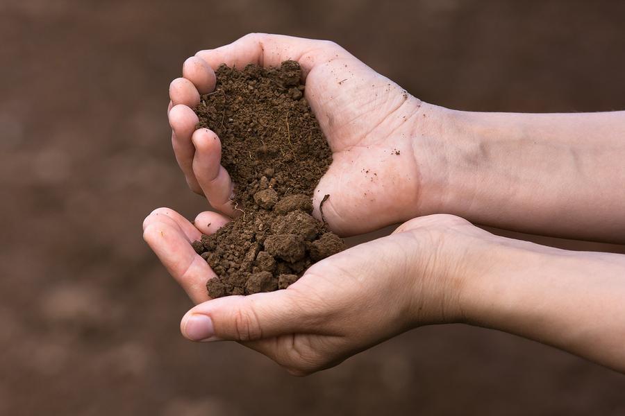Organic topsoil in hands