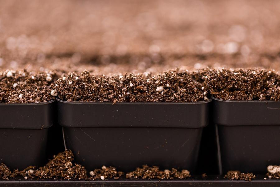 Organic topsoil in seed trays