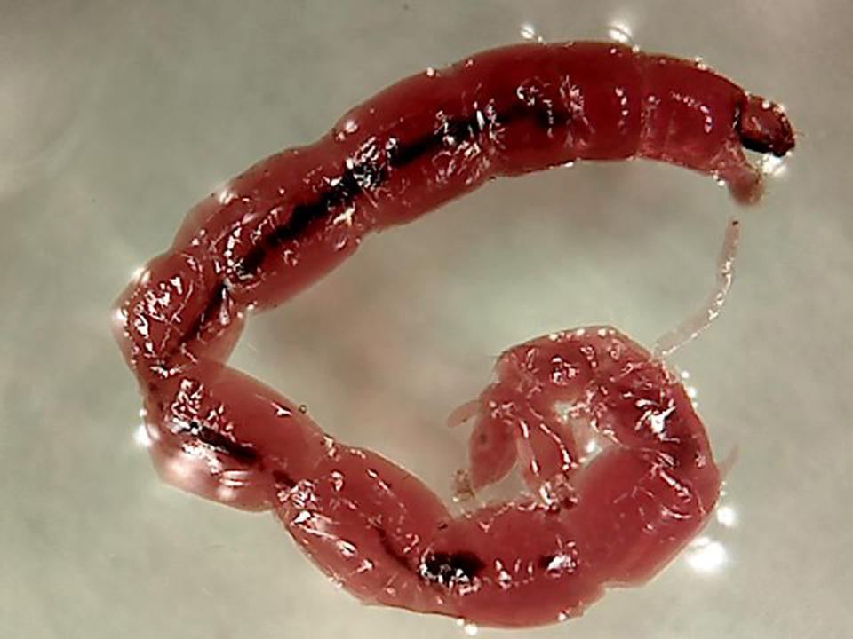 A bloodworm showing its pale transparent skin