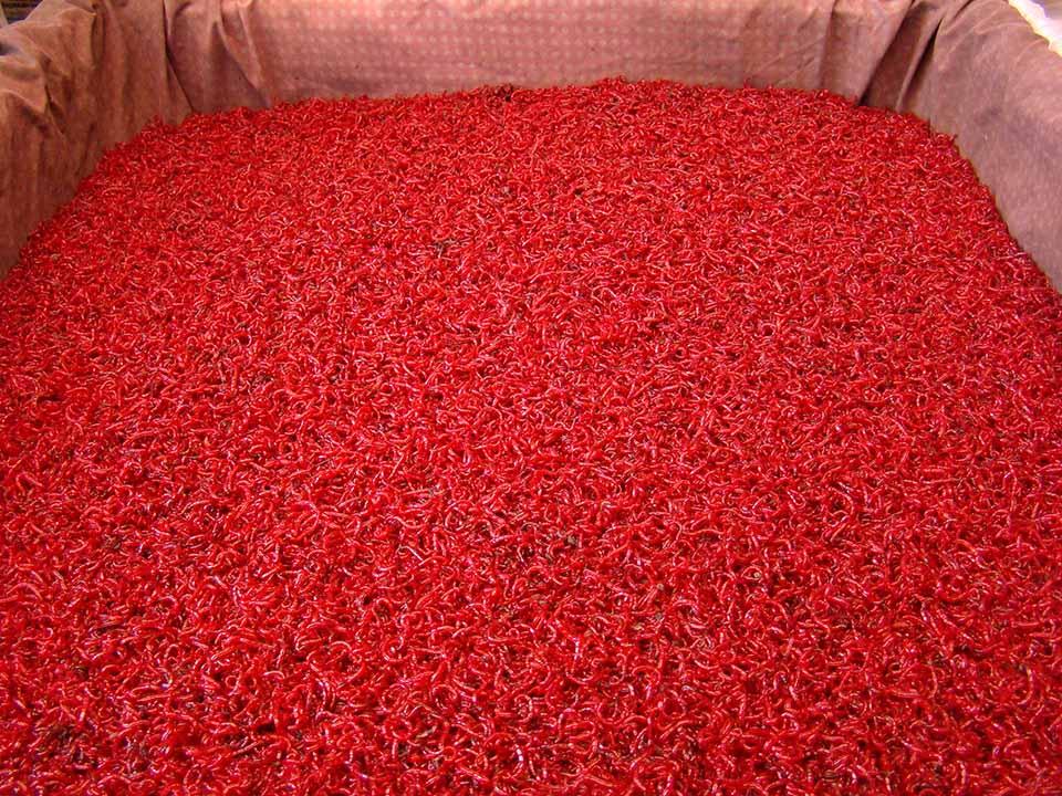 https://greenhouseemporium.com/wp-content/uploads/2020/02/Organic_Pest_Control_Bloodworms_2.jpg