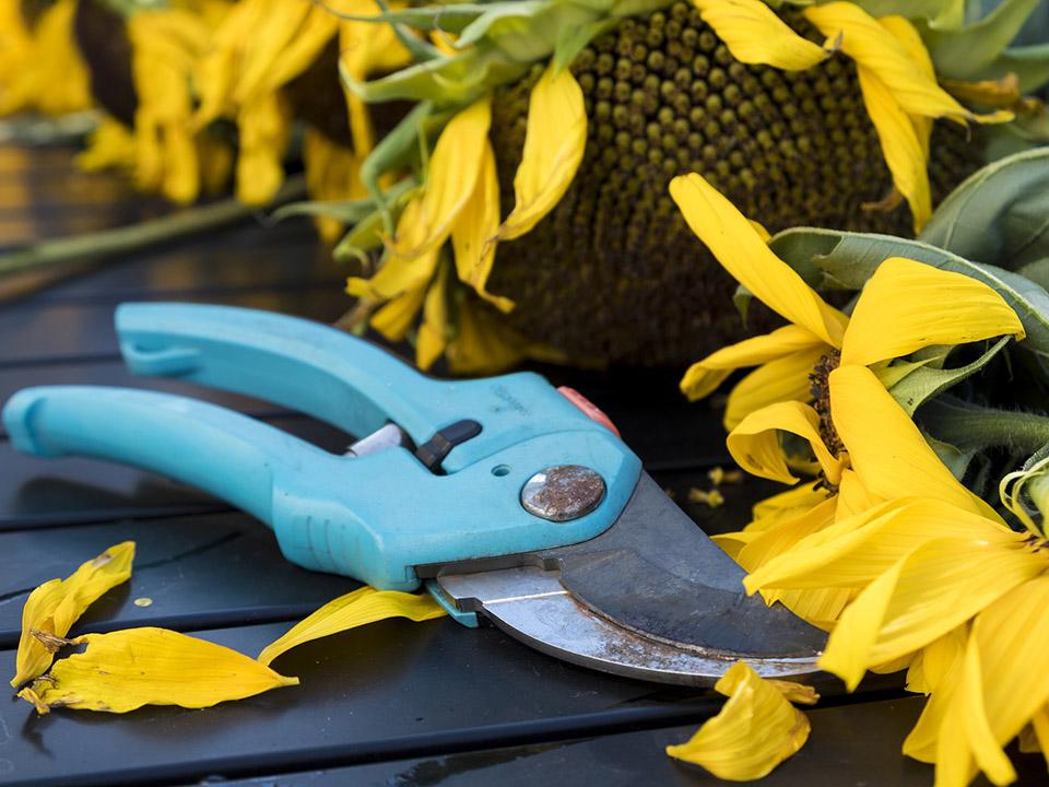 Pest Control for Organic Gardening by Amber Richards