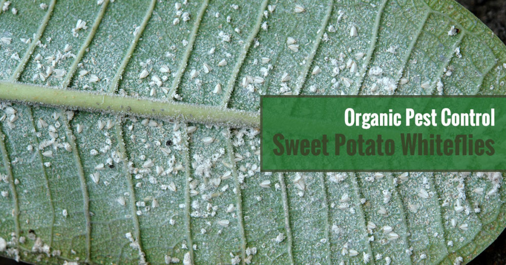 Sweet Potato Whiteflies in Greenhouses Organic Pest Control