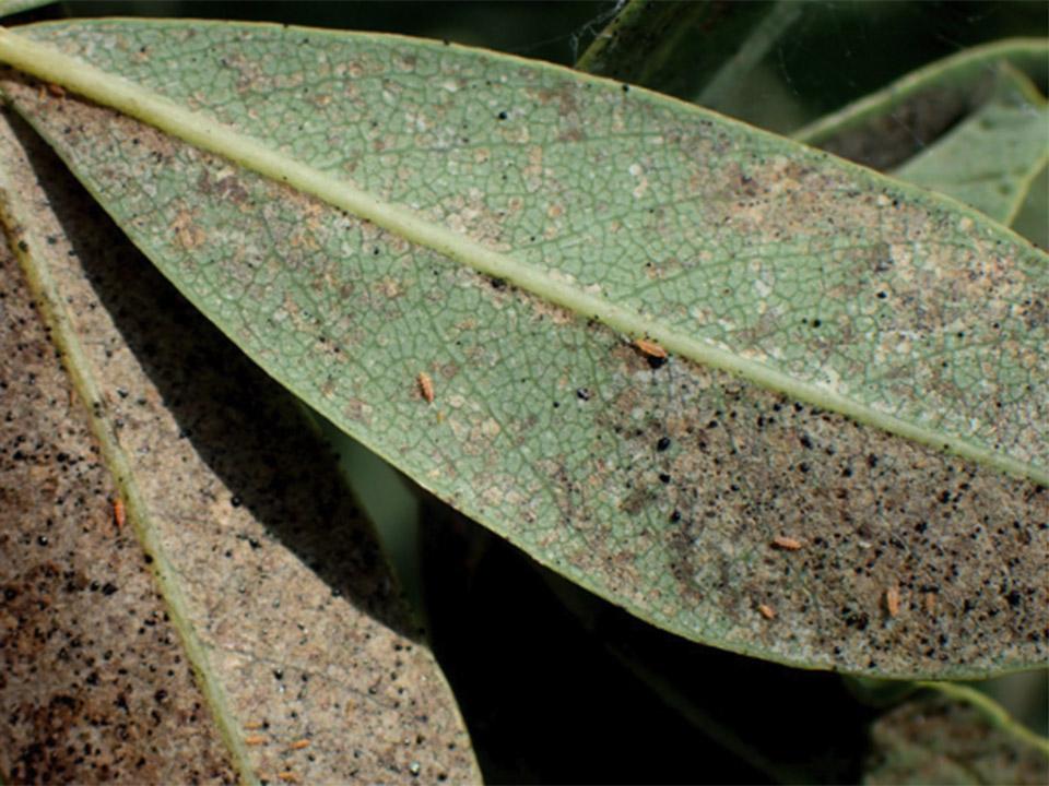 Thrips showing infestations on leaves