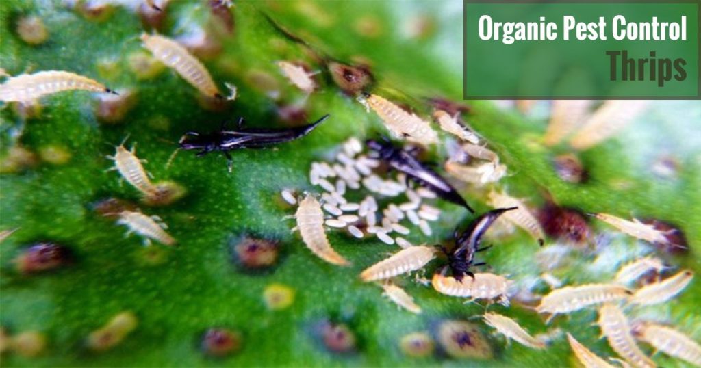 Organic Pest Control Thrips