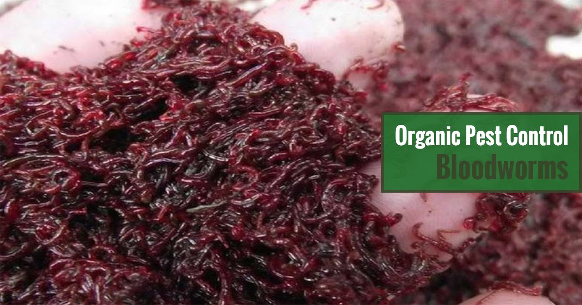 Organic Pest Control Bloodworms