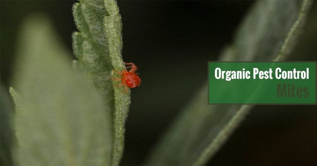 Organic Pest Control Mites