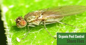 Organic Pest Control Shore Flies