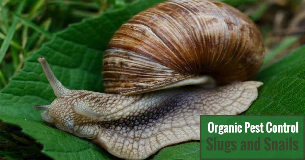 Organic Pest Control Slugs and Snails