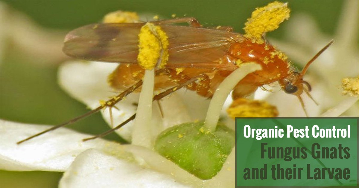 Organic Pest Control Fungus Gnats and their Larvae
