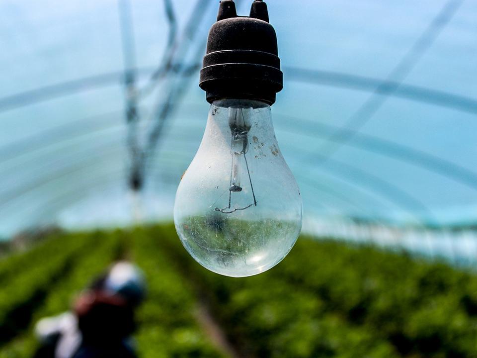 Incandescent Light Bulb Used in a Greenhouse