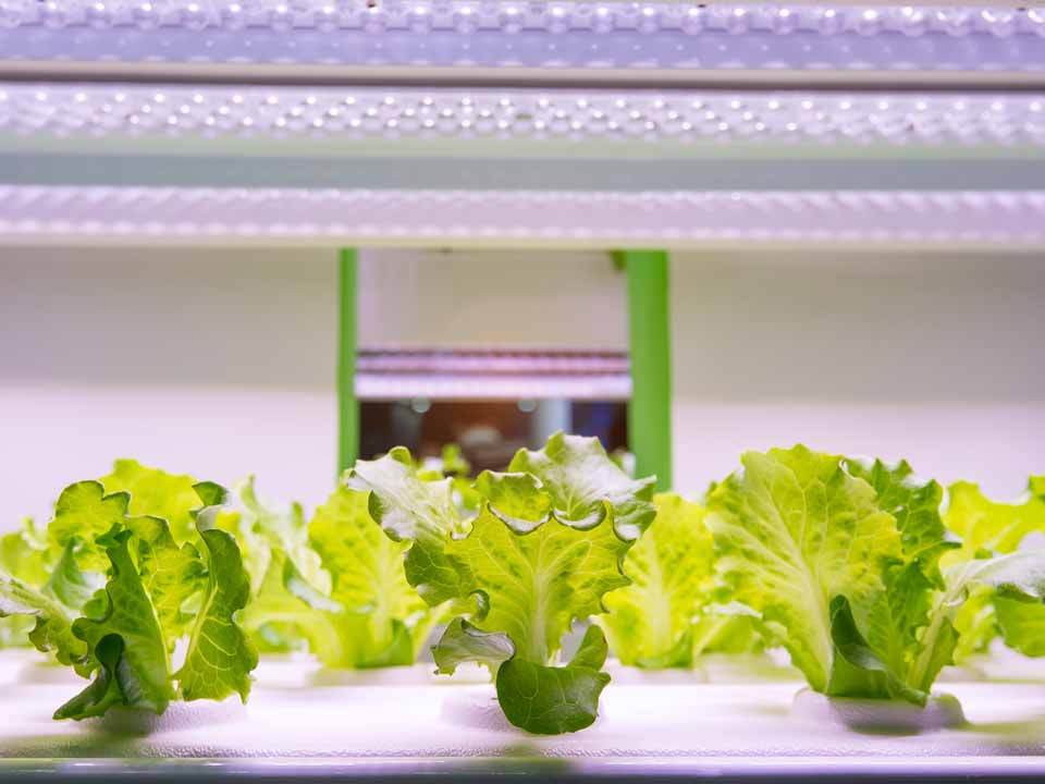 Veggies under grow lights in greenhouse