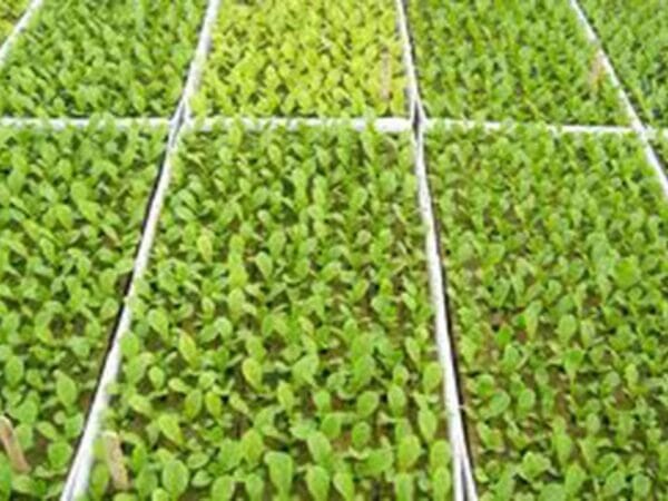 A number of RSI Hydroponic Floating Seeding Trays with seedlings