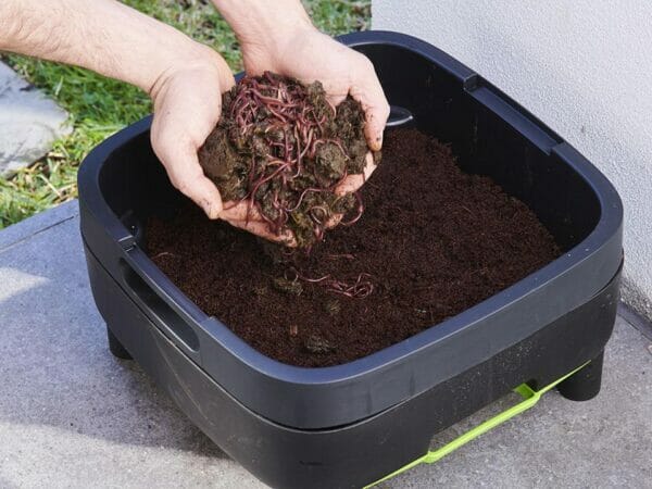 Open MAZE Worm Farm compost tray with hands full of worm soil