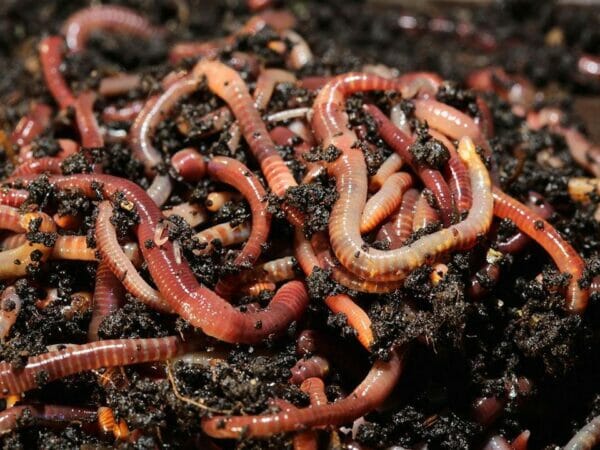 Red Wiggler Worms included in the MAZE Worm Farm Starter Kits