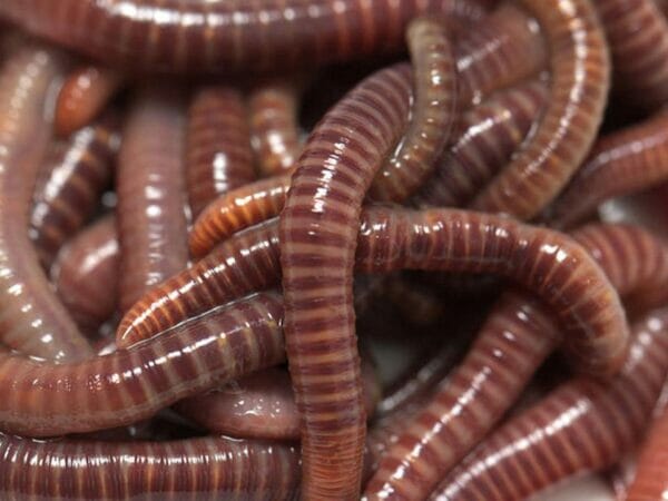 Red Wiggler Worms included in the MAZE Worm Farm Starter Kits