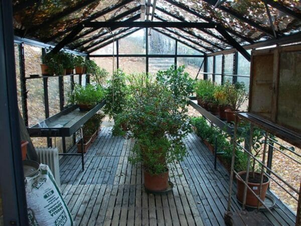 Inside view of the Janssens Royal Victorian VI36 Greenhouse 10ft x 20ft