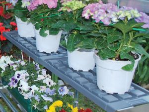Shelf Kit for the Palram Greenhouses - with plants