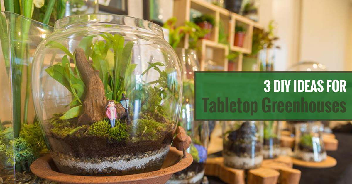 3 DIY Tabletop Greenhouse Ideas