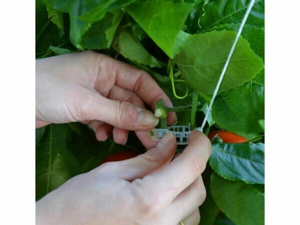Trellising Kit Pro for the Palram and Rion Greenhouses -  a woman arranging the trellis