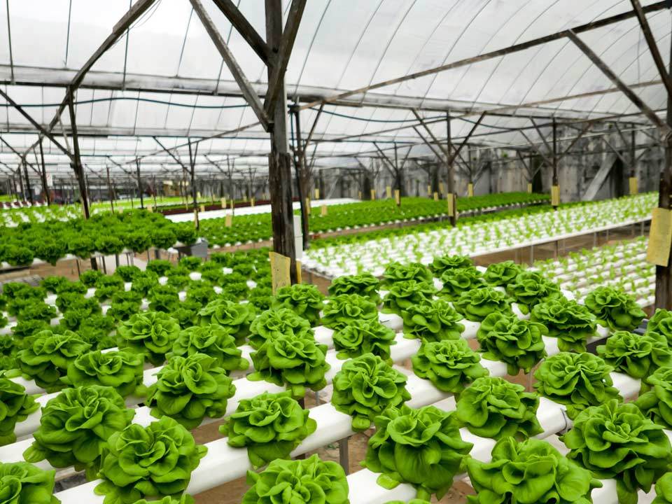 Greenhouses contend with the climate to keep plants growing