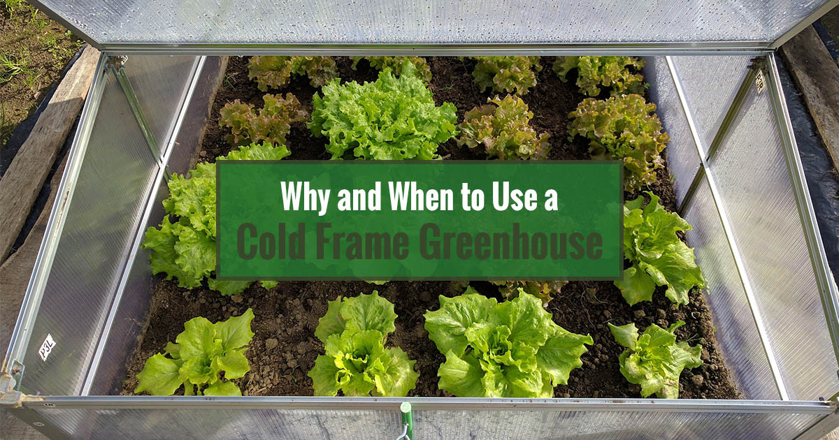 Why and When to Use a Cold Frame Greenhouse
