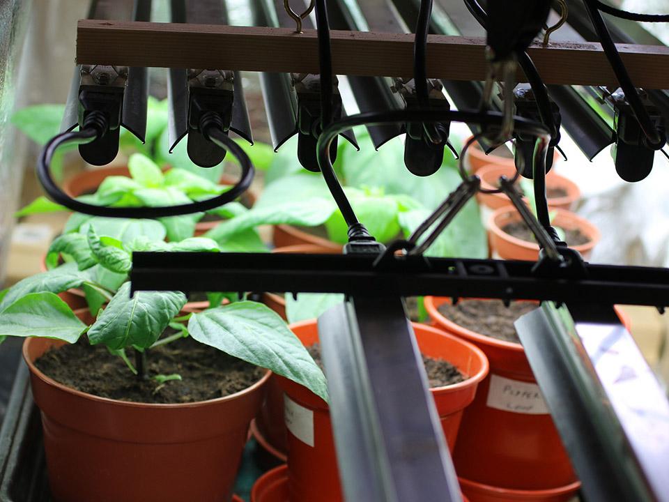 Plants under greenhouse lightings