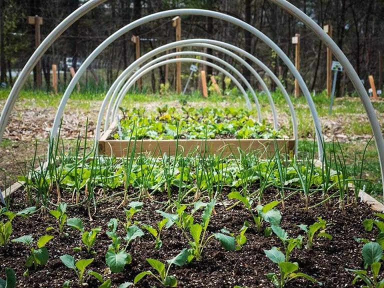 Diy Small Greenhouse: Step By Step 