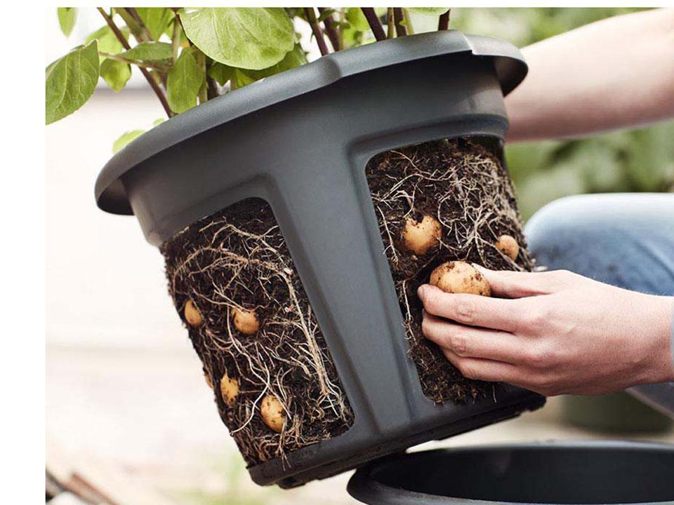 Harvesting crop from ELHO Potato Pot Planter