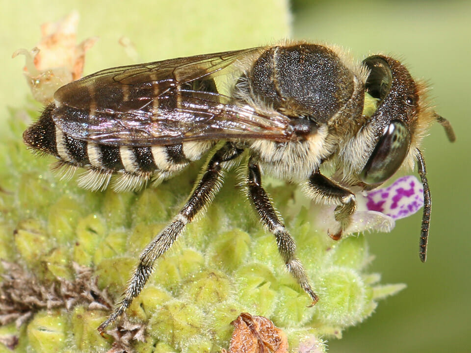 Alfalfa Leafcutter bee on a plant for greenhouse pollination