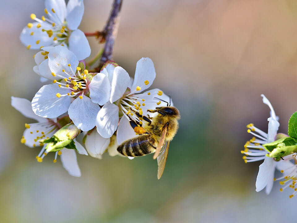 Bee pollinating a flower in a greenhouse