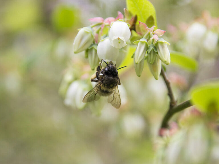How To Pollinate Plants In A Greenhouse Greenhouse Emporium