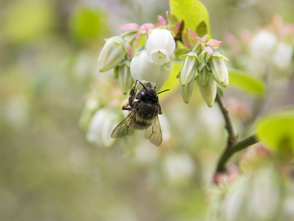 Bee pollinating the flower of a blueberry plant