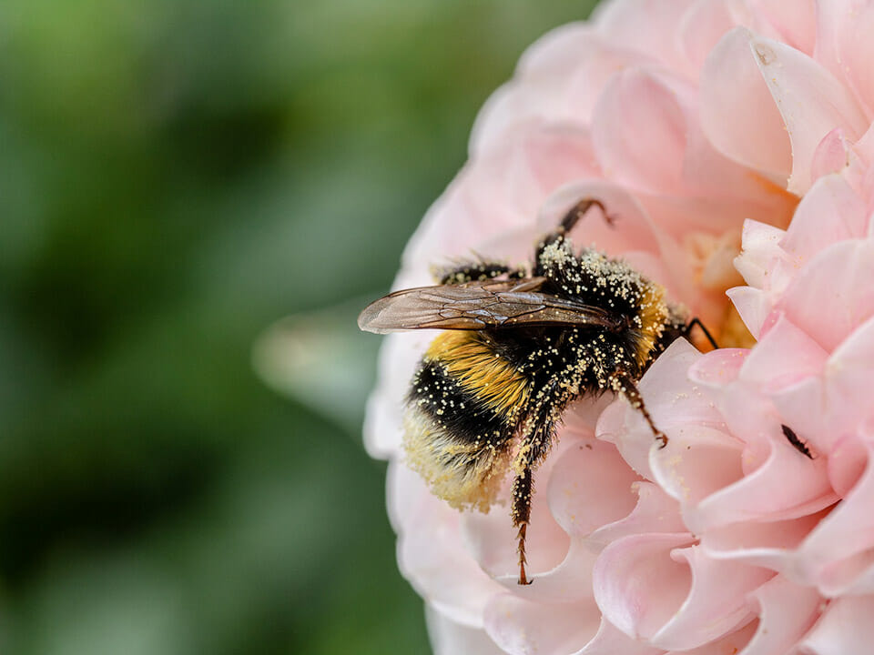 Greenhouse pollination: Bumblebee pollinating a pink flower