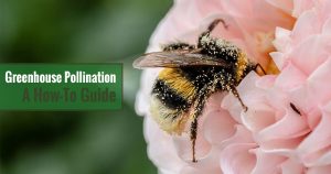 Bumblebee on a pink flower and the text: Greenhouse Pollination - A How-To Guide