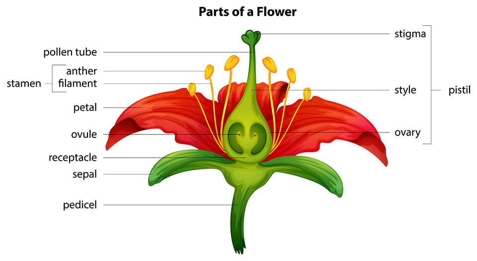 Parts of a flower with their scientific names