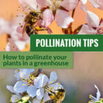 Bees on blossoms and the text: Pollination Tips - How to pollinate your plants in a greenhouse