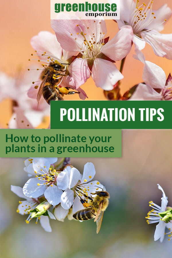 Bees on blossoms and the text: Pollination Tips - How to pollinate your plants in a greenhouse