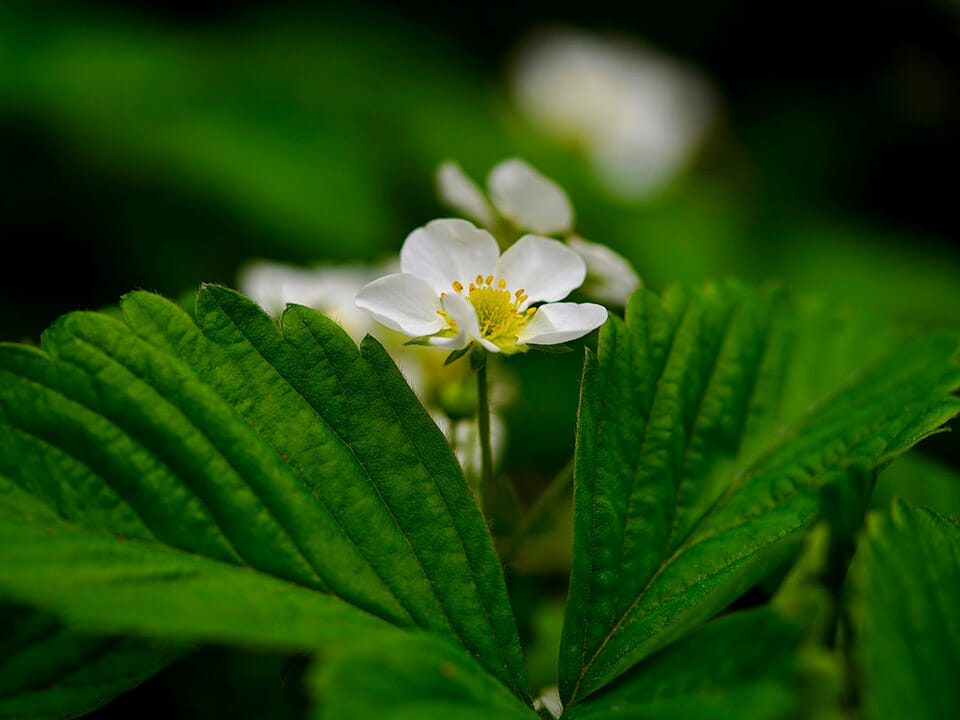 White Strawberry blossom on a plant ready to be pollinated in a greenhouse