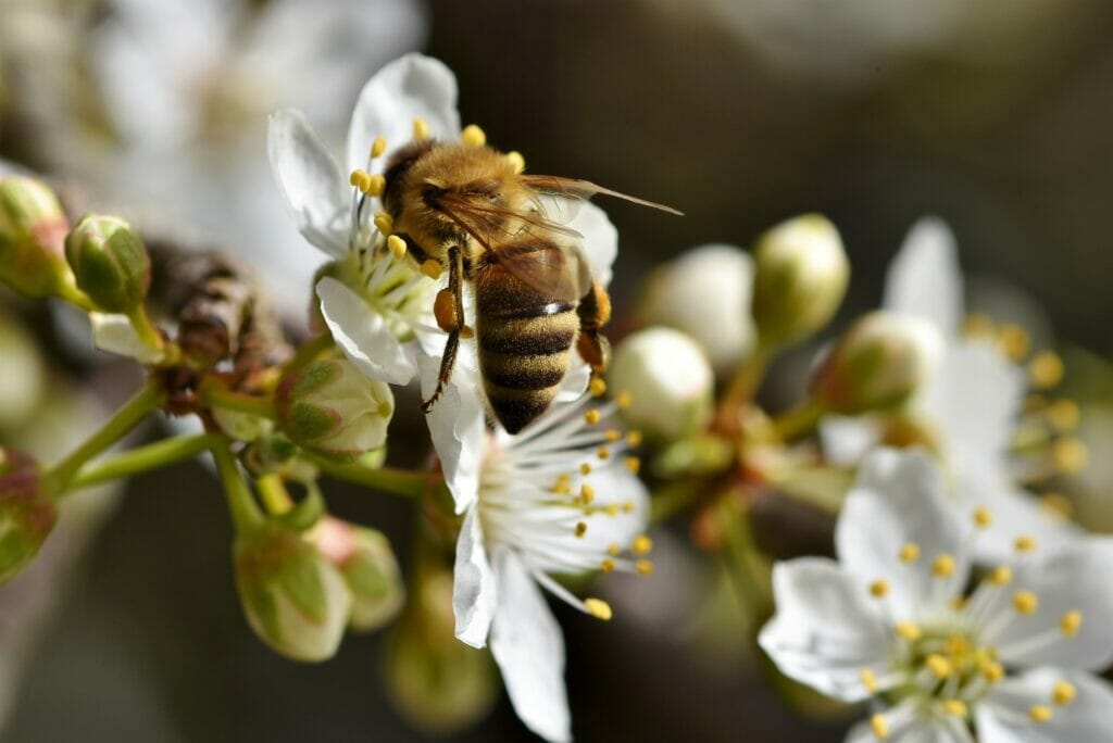 Bee pollinating a flower in nature