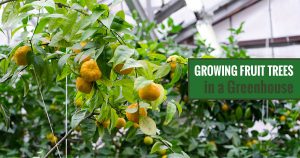 Tangerines in a greenhouse with the text: Growing Fruit Trees in a Greenhouse