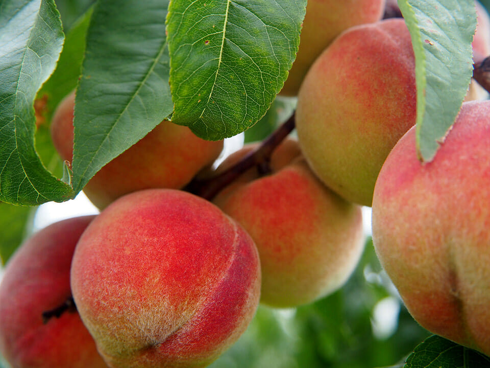 Red peaches on a tree with green leaves