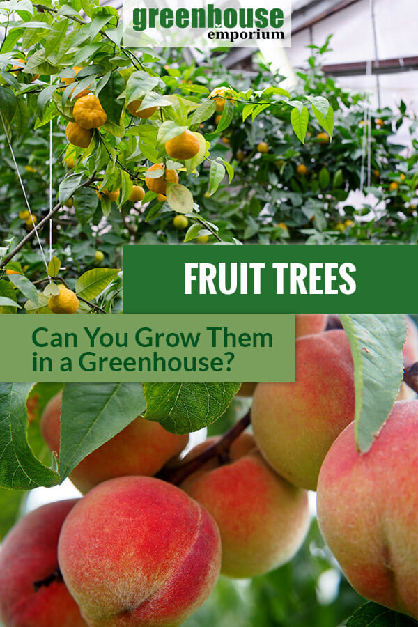 Tangerine trees with fruits in a greenhouse and peaches with the text overlay: Freuit Trees - Can you grow them in a greenhouse?