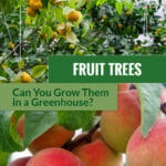 Tangerine trees with fruits in a greenhouse and peaches with the text overlay: Freuit Trees - Can you grow them in a greenhouse?