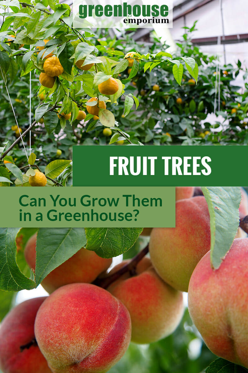 Can I Grow Fruit Trees In a Greenhouse? Greenhouse Emporium