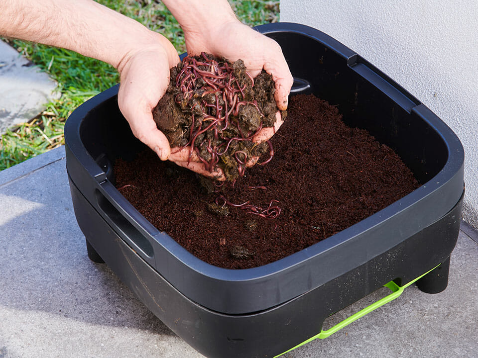 Hands with worms and soil over a worm farm with soil