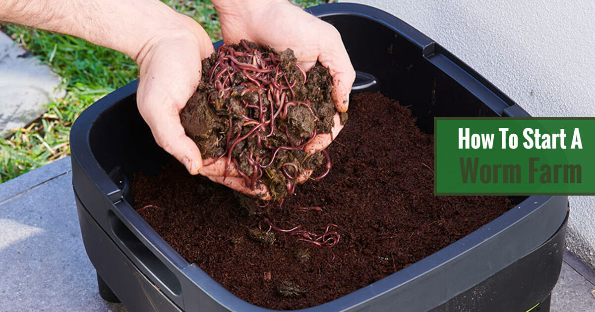 Hands with worms and soil over a worm farm with soil and an overlay text: How to start a worm farm