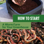 MAZE worm farm and red rigger worms with the text: How to Start a worm farm for your greenhouse